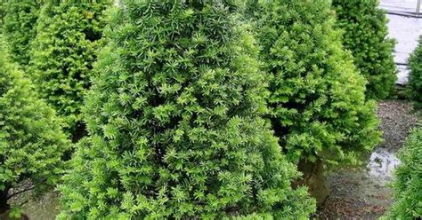 Taxus Cuspidata Capitata Pyramidal Yew Garden Pinterest Search