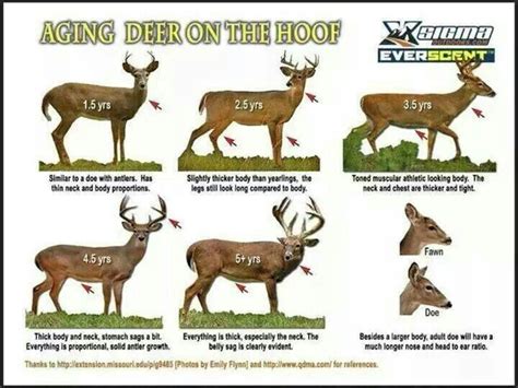 Deer Size Chart Twin Oaks Hunt Club