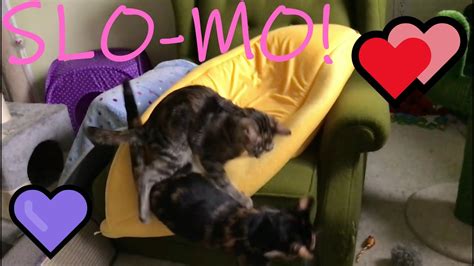 Slo Mo Kittens Alma And Ava Playing On A Banana 🥰 🤣 Youtube