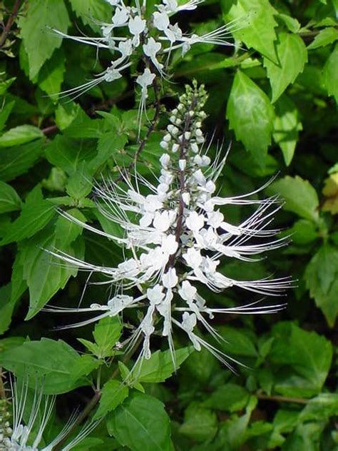 One of the herbaceous plants in my garden is the misai kucing. Orthosiphon - JungleKey.co.uk Image