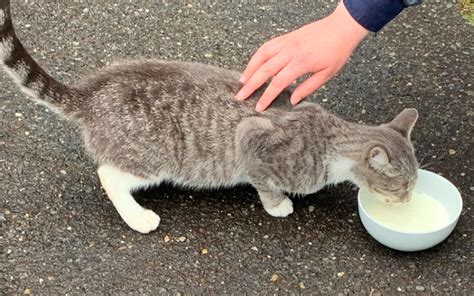 Police And Residents Hope To Capture Assist Pregnant Stray Cat