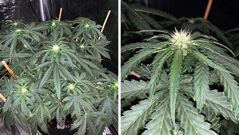 Your Guide To Cannabis Flowering Fast Buds
