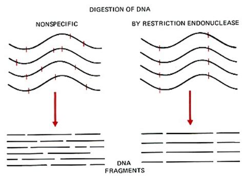 Alcohol advertisinglift/remove a restriction restrictions on trade were lifted.► see thesaurus at rule 2 uncountablelimit when you restrict the size, amount, or range of. Restriction Enzymes