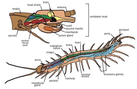 Centipede Anatomy Diagram