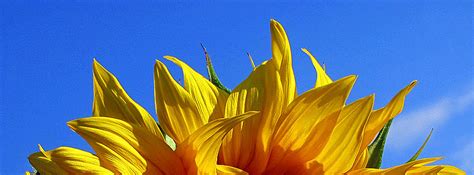 Check spelling or type a new query. Sonnenblume - Facebook Titelbilder für dich!