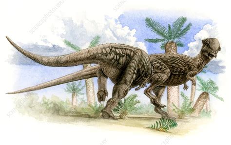 Pachycephalosaurus Wyomingensis Dinosaurs Stock Image C0076985