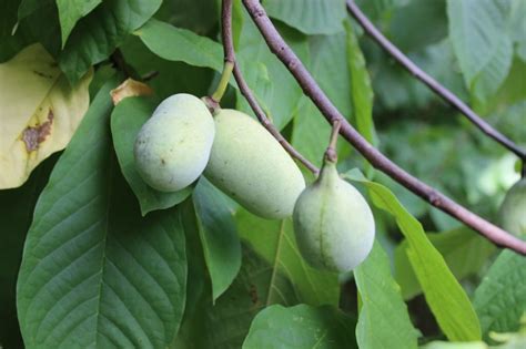 6 Types Of Wild Fruit Trees In Georgia Plant Grower Report