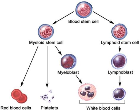 The Hematopoietic Stem Cells What Are Their Origins Properties And