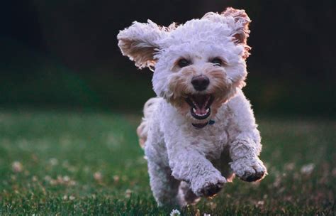 Mijn Hond Bijt Steeds In Het Achterwerk Van Mijn Vriend Wanneer We Seks Hebben Zita