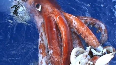 Giant Squid | National Geographic