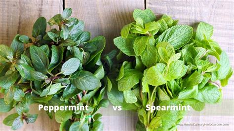 Explore The Many Different Types Of Mint For The Garden And The Kitchen