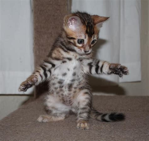 We do want our kittens to go into the perfect home, but please be aware, that if you are wavering on reserving one, someone else may be emailing me at the same time with an adamant i want that kitten! ~~~about price~~~. EnchantedTails Bengal Cats ~ Trixie Belle's Available ...