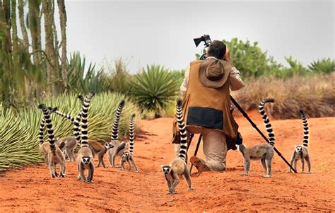 Walking With Lemurs By Todd Gustafson Gustafson Photo Safari