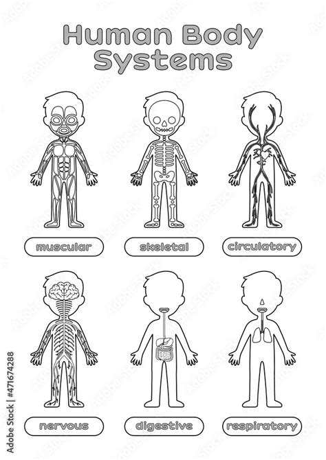 Set Of Human Body Systems For Little Children Worksheet For Anatomy