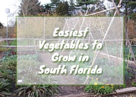 Easiest Vegetables To Grow In South Florida Fl Gardening