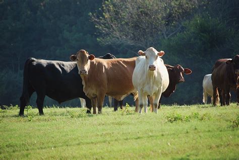 Start Your Own Cattle Farm With Little Or No Money Institute Of