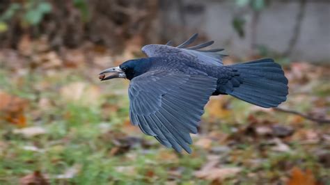 Die große krähe mit markantem schnabel und metallisch glänzendem schwarzem gefieder ist mit der nominatform c. Saatkrähe Foto & Bild | natur, flug, tiere Bilder auf ...