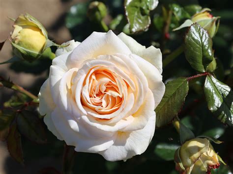 Hybrid Tea Rose Charisma Buy Online Ashwood Nurseries