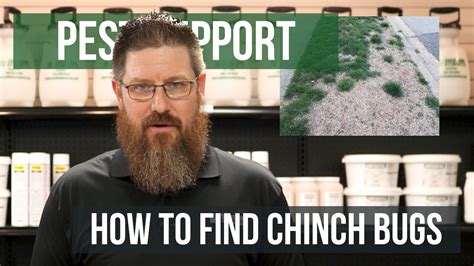 How To Identify Chinch Bugs Fast Pest Support Youtube