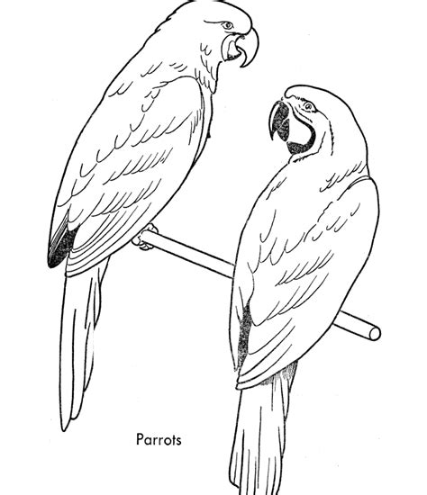 Free Printable Parrot Coloring Pages For Kids