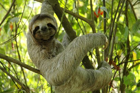 Smiling Sloth Photograph By Kathryn Colvig