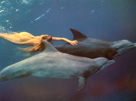 Swimming With Dolphins Storyboard Underwater Photography Art