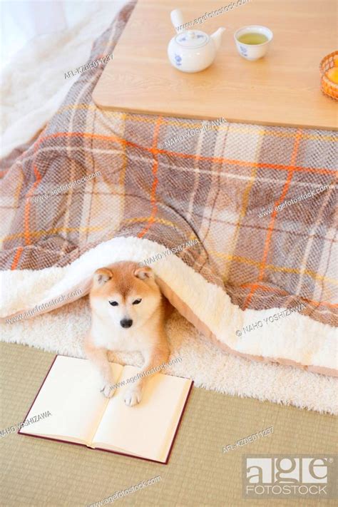 Shiba Inu Dog With Book Under Kotatsu Table Stock Photo Picture And