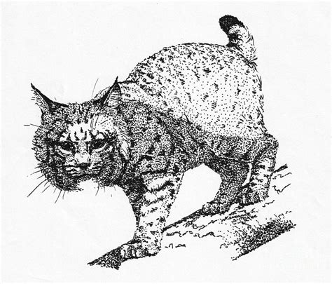 It walks you straight through all sorts of things to practice, starting. Bobcat In A Shadow Drawing by Suzanne McKee