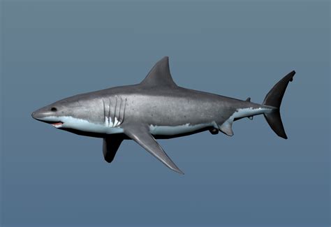 Shark 3d Model 1142096 Turbosquid