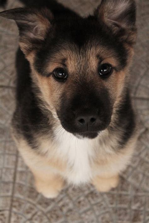 Whether You Love Cute German Shepherd Puppies Or Fuzzy Little Bunnies