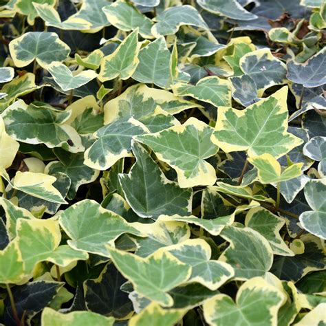 Hedera Helix Goldchild Superior Quality Climbers Uk