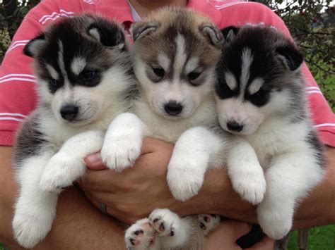 We did not find results for: Siberian Husky Puppies For Sale - AKC Marketplace