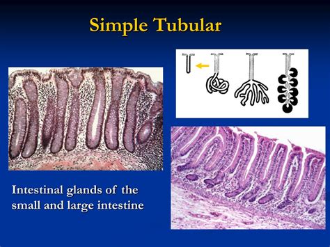 Ppt Glandular Epithelial Tissues Powerpoint Presentation Free