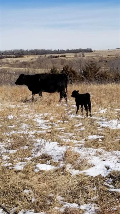 Cow Calving Stages What To Expect When Your Cows Expecting Boots Hooves Homestead