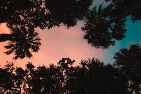 Palm Trees From Below 4k Wallpaper Palm Tree Sunset Palm Trees