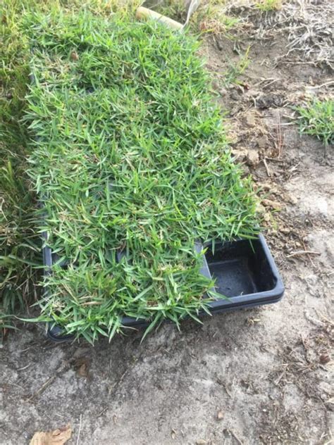 What Are Grass Plugs And How To Use Them Sod Solutions