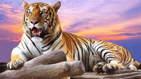 Wild Tiger Wallpapers Top Free Wild Tiger Backgrounds Wallpaperaccess