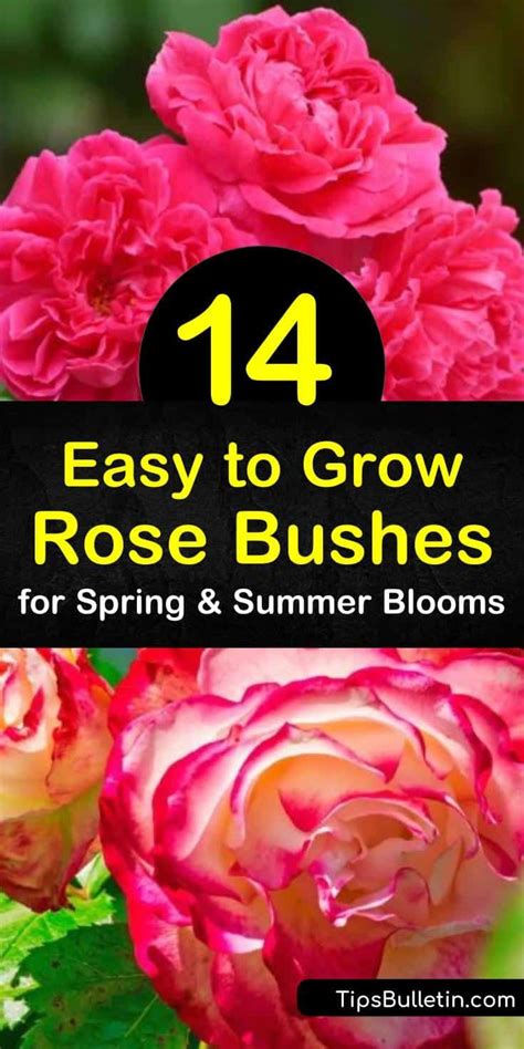Flowers With The Title Easy To Grow Rose Bushes For Spring And
