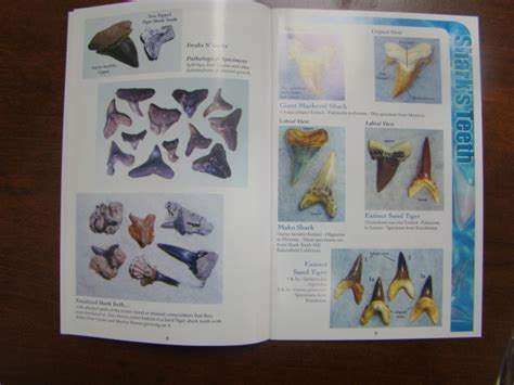 6 to 30 characters long; Sharksteeth.com : BOOK Megalodon shark tooth fossil PHOTOS ...