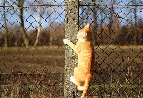 How To Keep Cat From Jumping Fence At Home