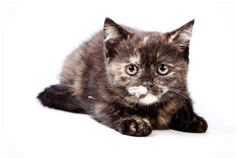 Brown Fluffy Kitten Stock Photo Image Of Adorable Shot 118141804