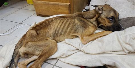 Starved Rescued Dog Dies At Cedar Bend Humane Society Local News