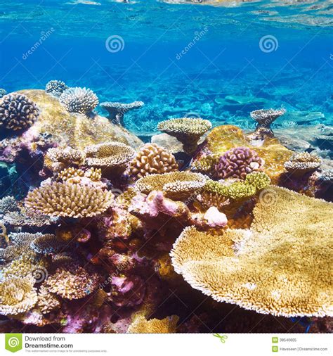 Coral Reef At Maldives Stock Image Image Of Maldives 38540605