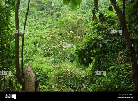 Tropical Dry Forest Stock Photos And Tropical Dry Forest Stock Images Alamy