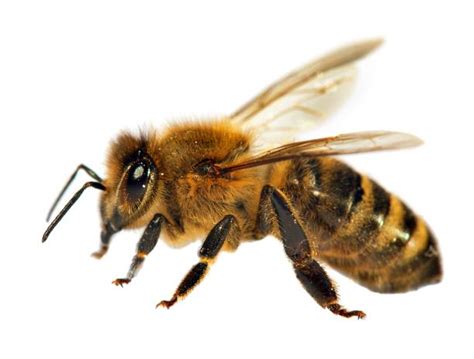 Africanized Killer Bee Pictures Images And Stock Photos Istock