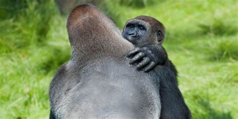 Emotional Reunion Between Two Long Lost Gorilla Brothers Mindfully