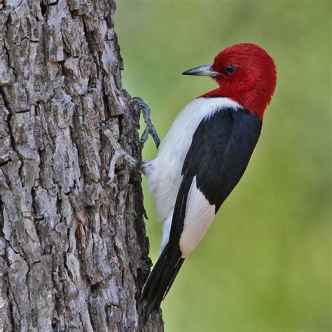 Red Headed Woodpecker Facts Habitat Diet Life Cycle Baby Pictures