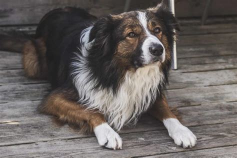 Your Ultimate Guide To The Border Collie Aussie Mix Your Dog Advisor