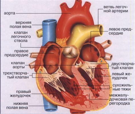 Як розташовані внутрішні органи людини