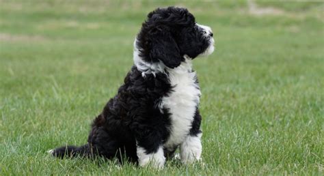 Are Portuguese Water Dogs Expensive